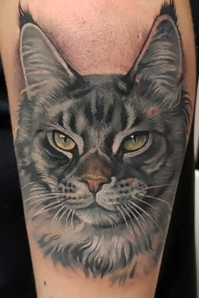 Realistic Cat Portraits